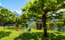 HOTEL ALPENRUHE (B&B) Wengen